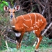 Northern Bushbuck - Photo (c) markusgmeiner, some rights reserved (CC BY-NC), uploaded by markusgmeiner