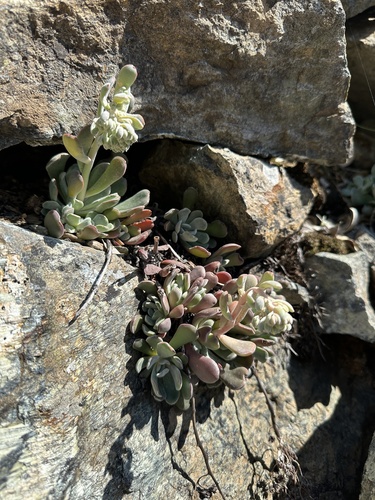Feather River stonecrop (Sedum albomarginatum)