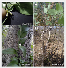 Chiococca motleyana