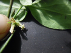 Chiococca motleyana