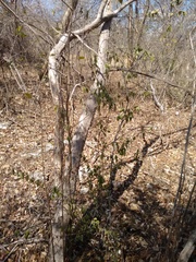 Chiococca motleyana