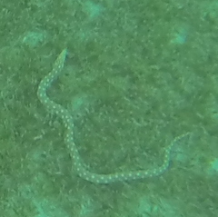 Myrichthys breviceps