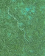 Myrichthys breviceps