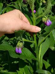 Symphytum officinale