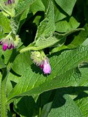 Symphytum officinale
