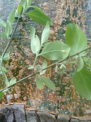 Chiococca motleyana