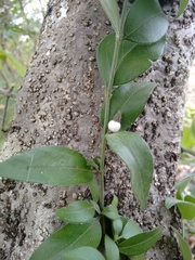 Chiococca motleyana