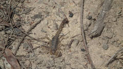 Uroplectes triangulifer