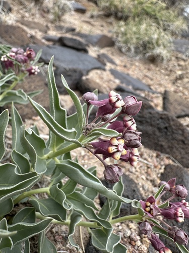 Eastwood's Milkweed (Asclepias eastwoodiana)