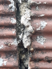Camponotus arboreus