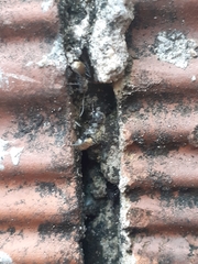 Camponotus arboreus