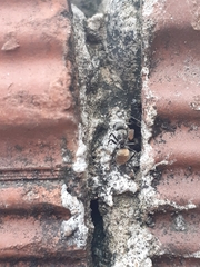 Camponotus arboreus