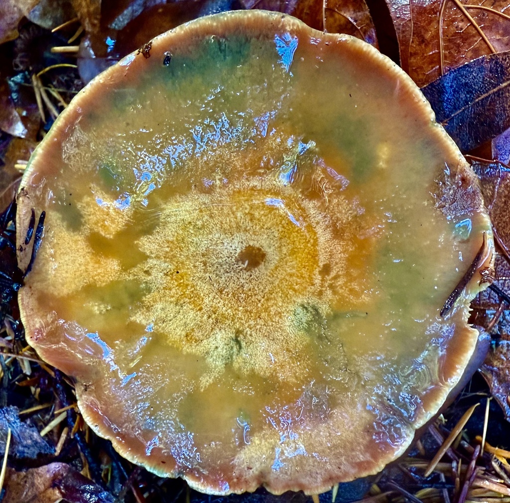 Lactarius rubrilacteus · November 2025 · photo: © hllrnnr (iNaturalist, cc0)