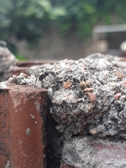 Camponotus arboreus