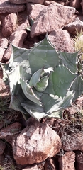 Agave colorata