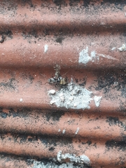 Camponotus arboreus