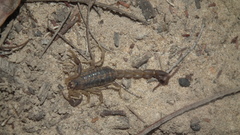 Uroplectes triangulifer