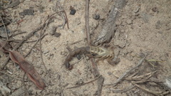 Uroplectes triangulifer