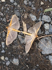 Filodes costivitralis