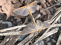 Filodes costivitralis