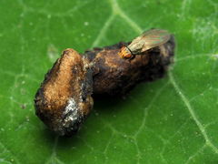 Trixoscelis pedestris