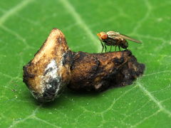 Trixoscelis pedestris