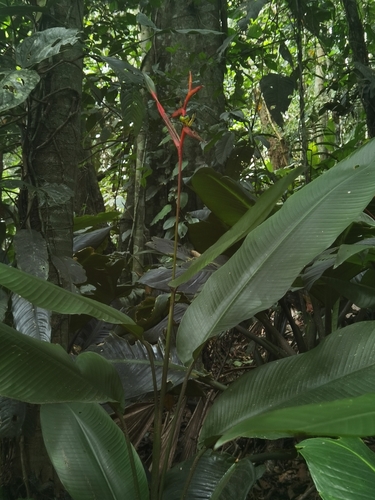 Wild plantain (Heliconia vaginalis)