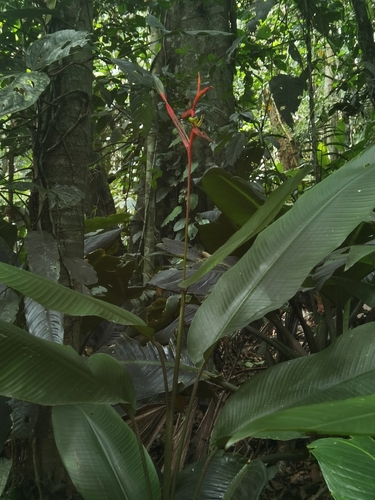 Heliconia vaginalis, photograph 5