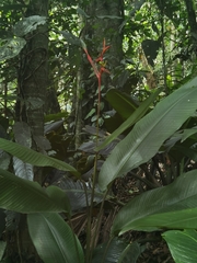 (c) Eduardo Chacón Madrigal, some rights reserved (CC BY) Heliconia vaginalis, photograph (c) Eduardo Chacón Madrigal, some rights reserved (CC BY)