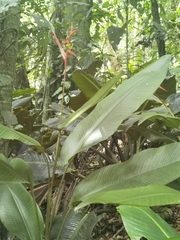 Heliconia vaginalis, photograph (c) Eduardo Chacón Madrigal, some rights reserved (CC BY)