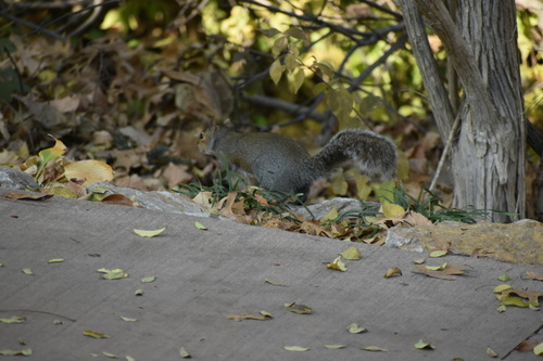 Eastern Gray Squirrel