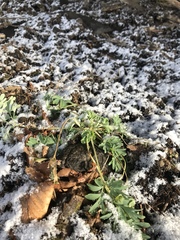 Capnoides sempervirens