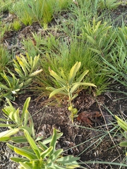 Fadogia stenophylla