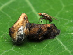 Trixoscelis pedestris