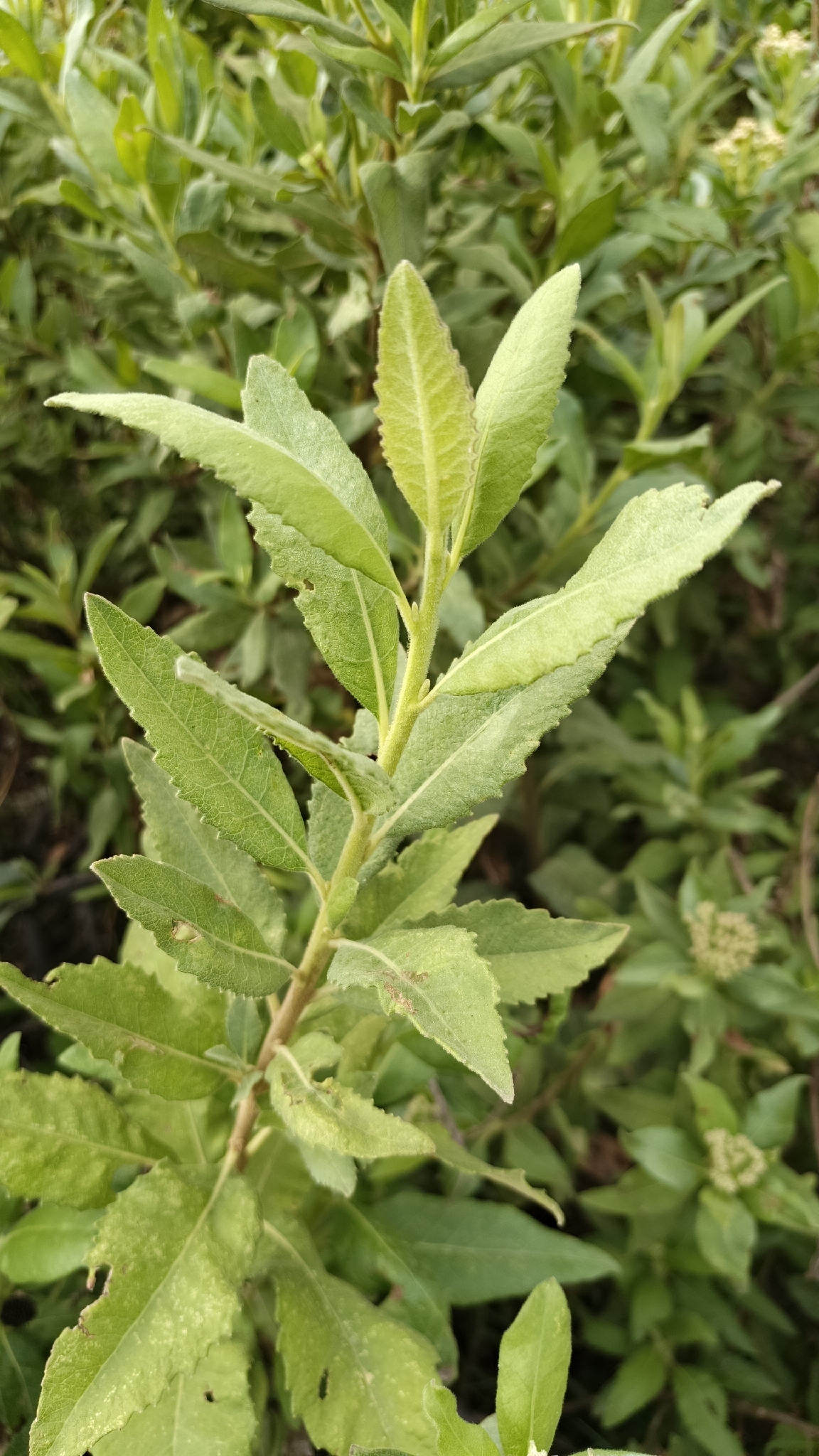 Tessaria andina