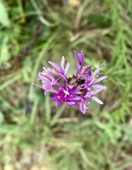 Lessingianthus brevifolius