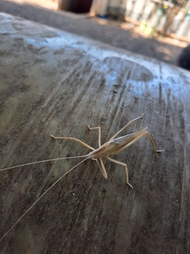Aphractus acuminatus observed 2025-11-19