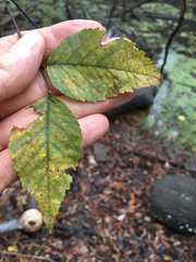 Planera aquatica