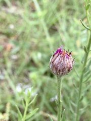Lessingianthus brevifolius