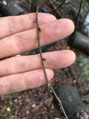 Planera aquatica