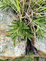 Fadogia stenophylla