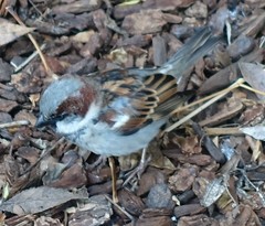 Passer domesticus