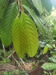 Minquartia guianensis