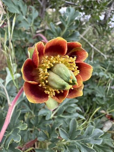 Brown's peony (Paeonia brownii)