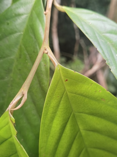 Minquartia guianensis, photograph 4