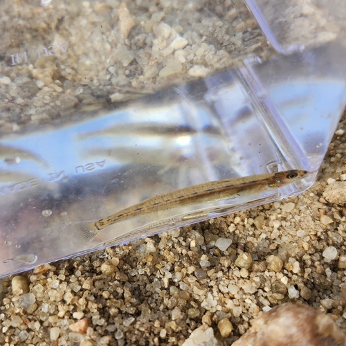 Naked sand darter (Ammocrypta beanii) — Percidae — 5
