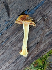 Cortinarius xanthodryophilus