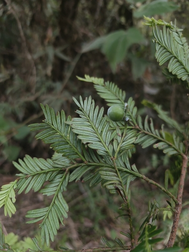 Pectinopitys harmsiana (Pectinopitys harmsiana)