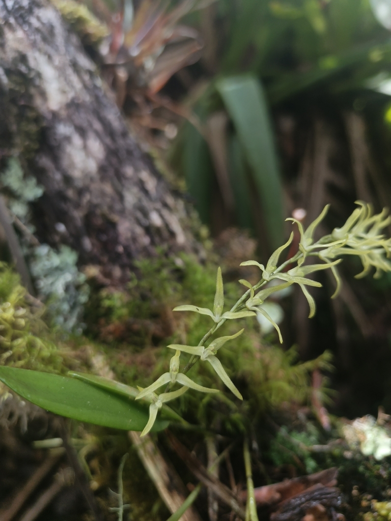 Anathallis dimidia