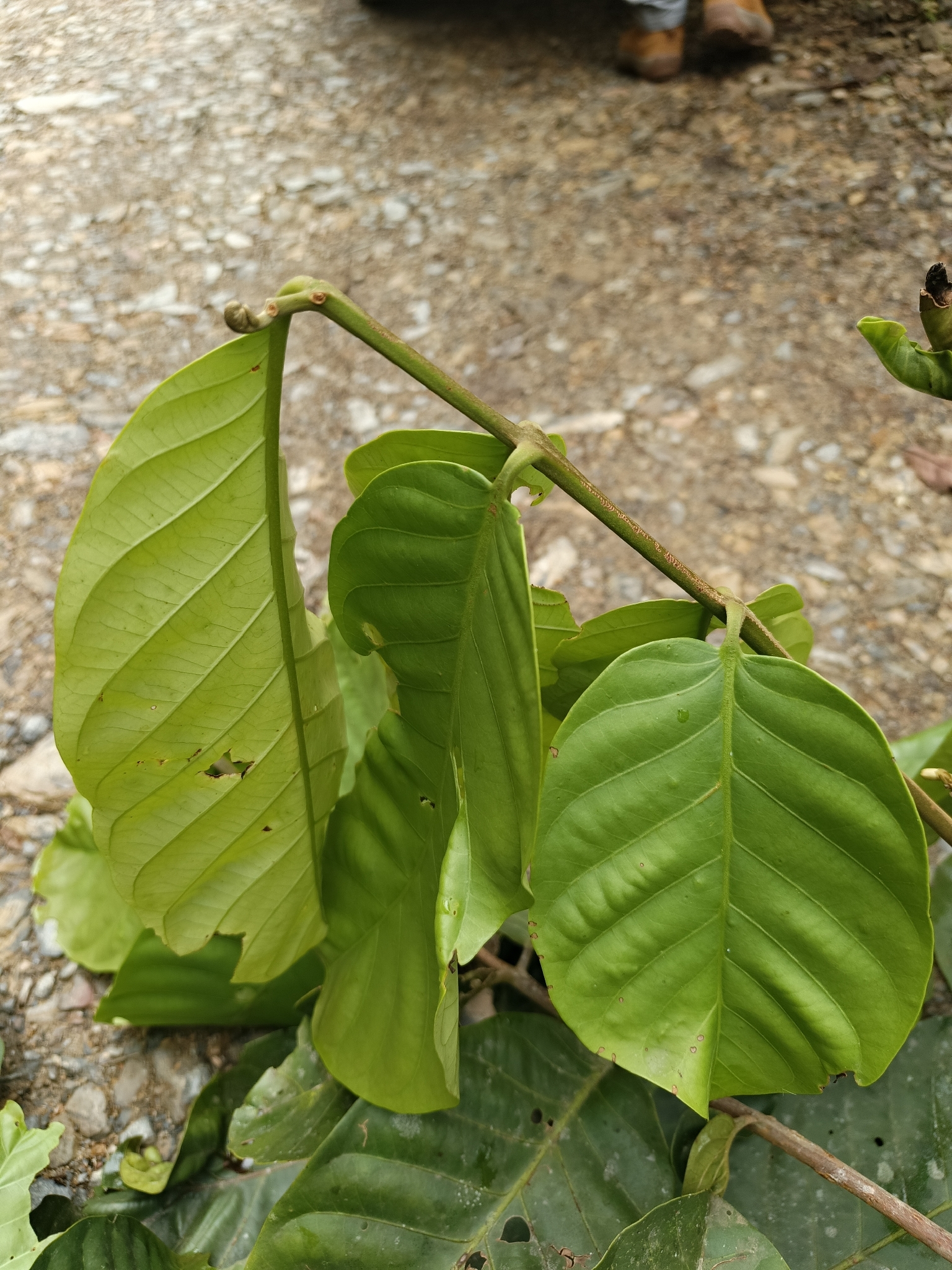 Foto de Guarea kunthiana A.Juss.